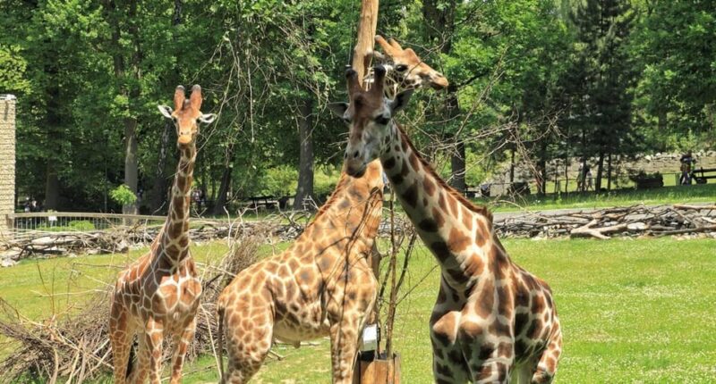 Trip to the Kraków Zoo - Key Points