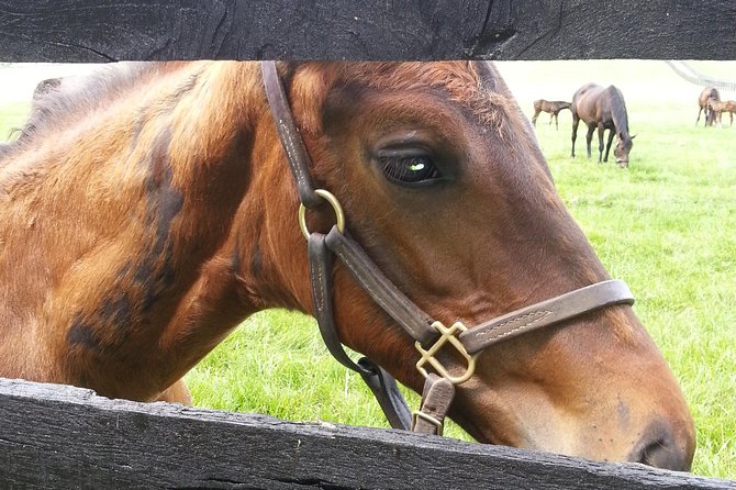 Triple Crown Experience - Pricing and Booking