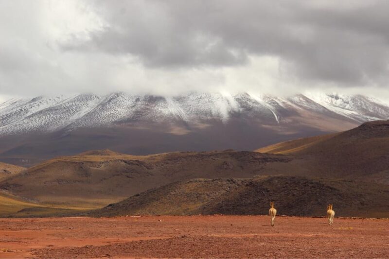 Triple Tour: Red Stones, Highland Lagoons, and Chaxa Lagoon - Inclusions and Recommendations