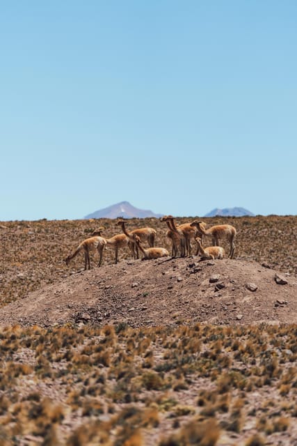Triple Tour: Red Stones, Highland Lagoons, and Chaxa Lagoon - Frequently Asked Questions