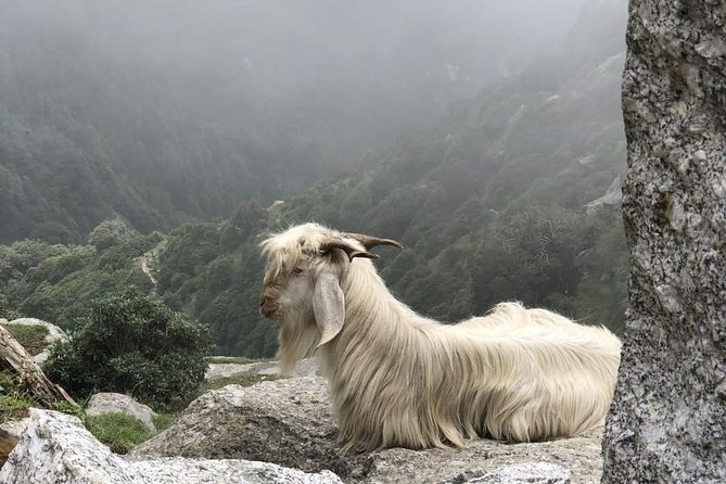 Triund Trek - Highlights of the Experience