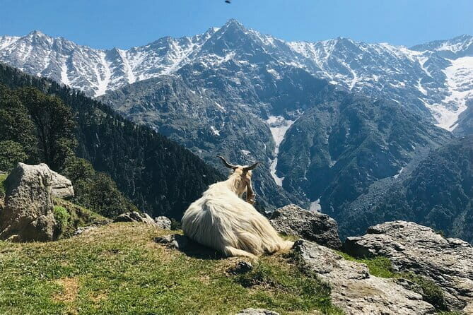 Triund Trek with Manu Adventures India - Authentic Experiences Recap