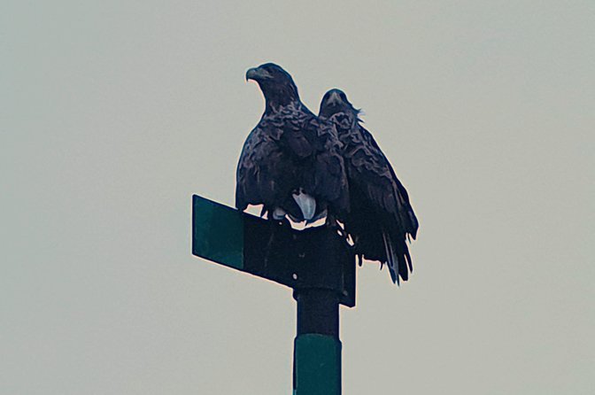 Trollfjord and Sea Eagle Safari Tour From Svolvaer - Spotting Majestic Sea Eagles
