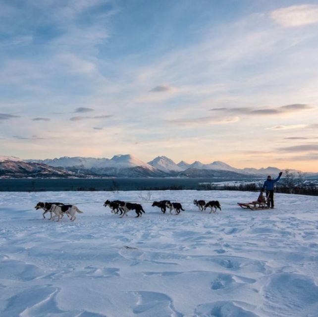 Tromsø 3-Days Whale Watching, Northern Lights & Dog Sledding - Included Amenities and Services