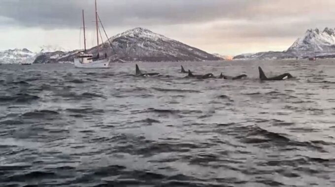 Tromsø 3-Days Whale Watching, Northern Lights & Dog Sledding - Cancellation and Refund Policy