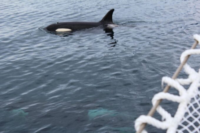 Tromsø 3-Days Whale Watching, Northern Lights & Dog Sledding - Recap