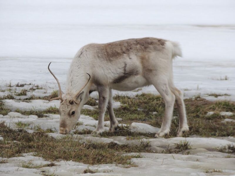 Tromso: Arctic Fjords and Sommarøy Scenic Day Trip - Scenic Views and Wildlife