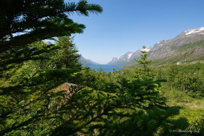 Tromsø: Arctic Landscapes Sightseeing With Citizen Science - Picnic Experience in Nature