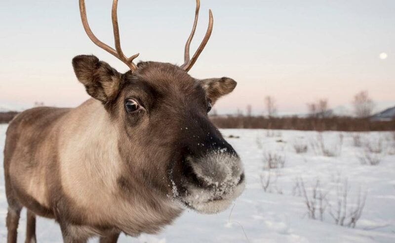 Tromsø: Arctic Sightseeing Tour & Citizen Science Project - Preparation and Requirements
