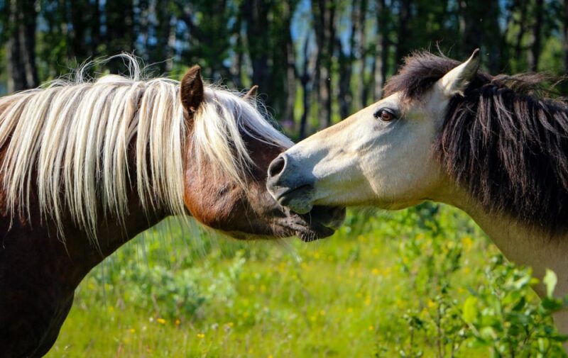 Tromsø: Evening Horseriding Experience - Key Points