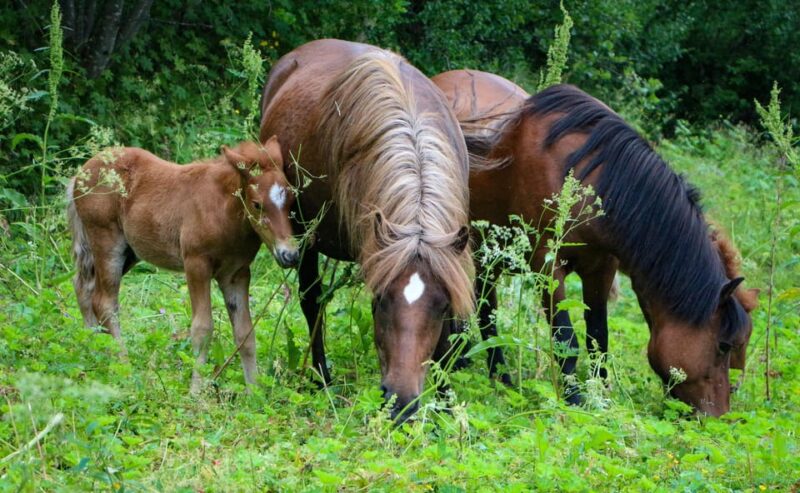 Tromsø: Evening Horseriding Experience - Itinerary Details