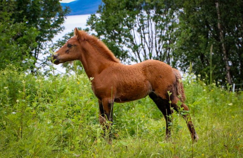 Tromsø: Evening Horseriding Experience - Experience Highlights