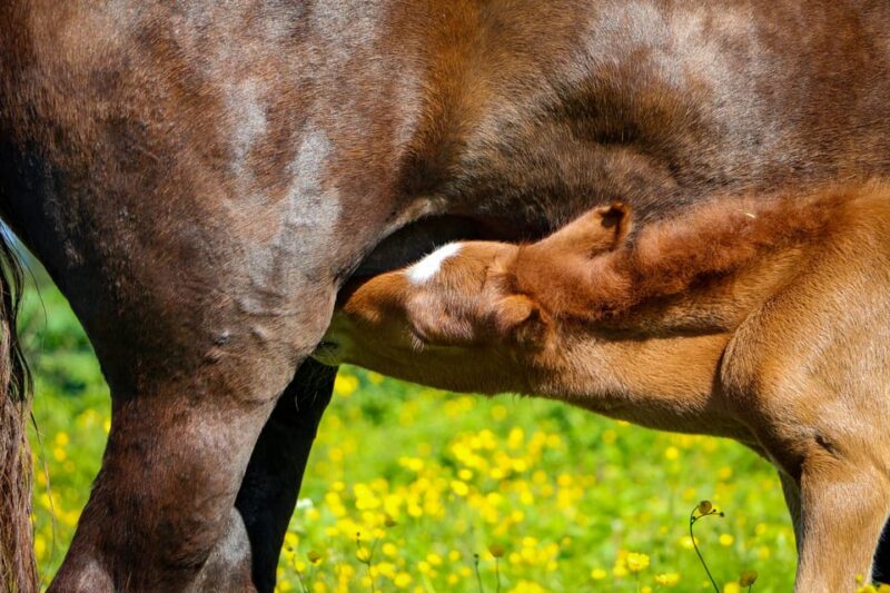 Tromsø: Evening Horseriding Experience - Inclusions and Exclusions
