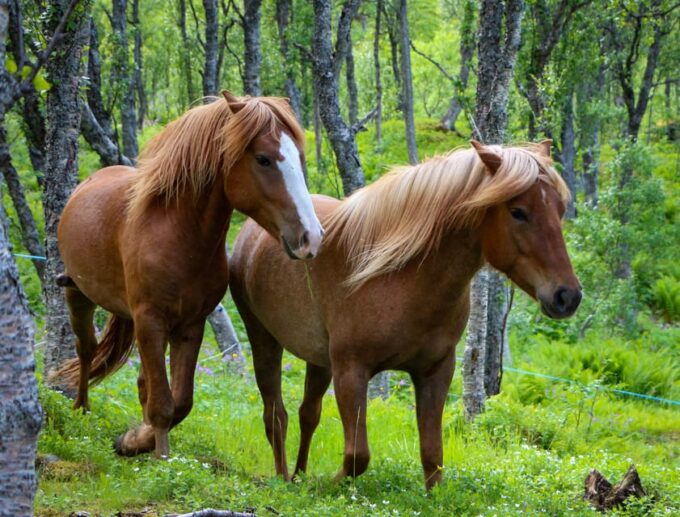 Tromsø: Evening Horseriding Experience - Horse Riding Experience