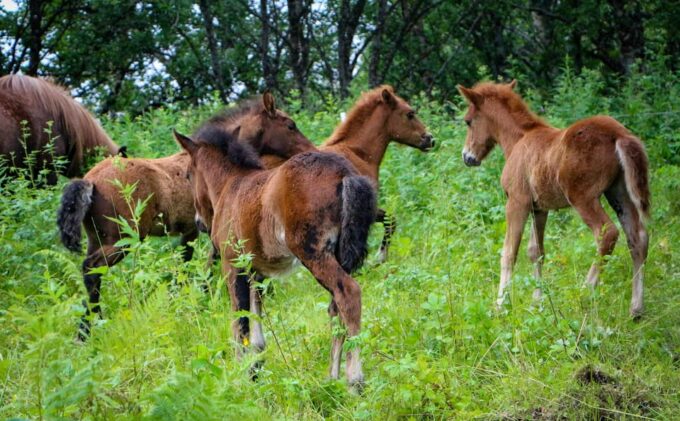 Tromsø: Evening Horseriding Experience - Frequently Asked Questions