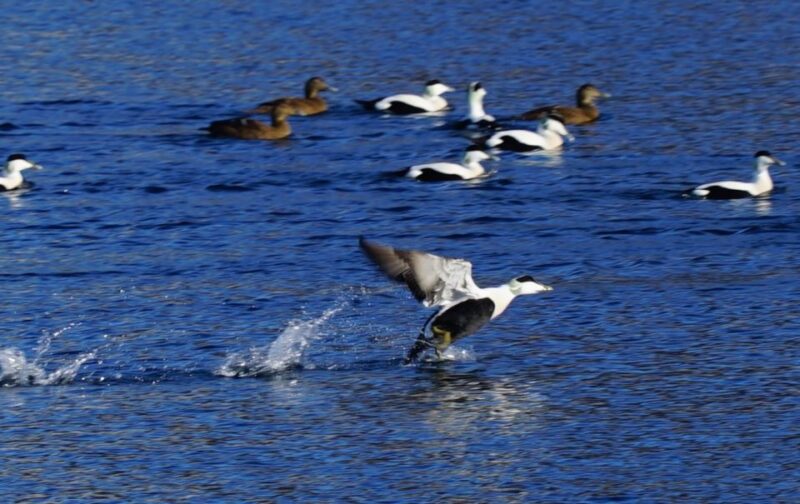 Tromsø: Fjord Cruise by Luxury Yacht - Fishing and Yacht Captaining