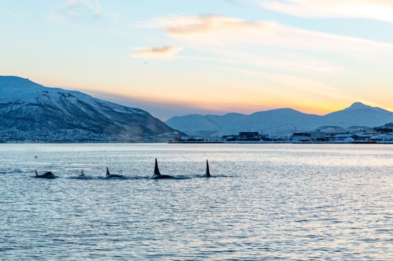 Tromsø: Fjord & History Cruise - Experience Highlights