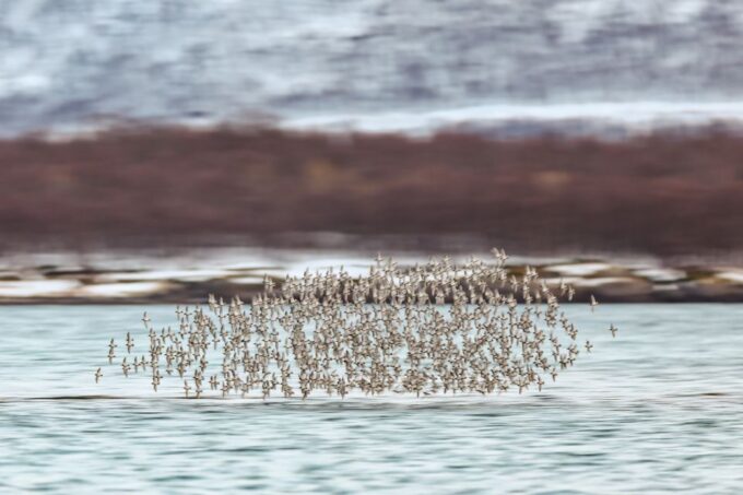 Tromsø: Fjord & History Cruise - Participant Categories