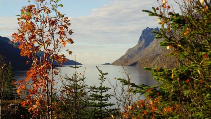 Tromsø: Fjord Sightseeing in a Tesla X Luxury Electric Car - Participant Information