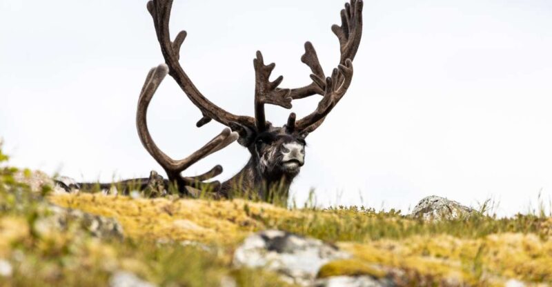 Tromso: Guided Fjord Expedition & Kvaløya Island With Lunch - Itinerary and Highlights