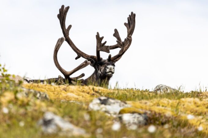 Tromso: Guided Fjord Expedition & Kvaløya Island With Lunch - Scenic Fjord Expedition