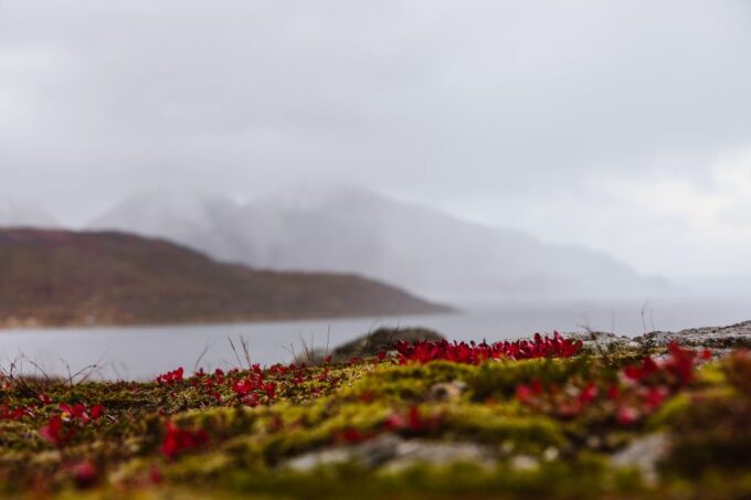 Tromso: Guided Fjord Expedition & Kvaløya Island With Lunch - Recap