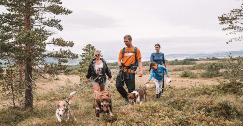 Tromsø: Husky Hike and Puppy Visit With Traditional Lunch - Key Points