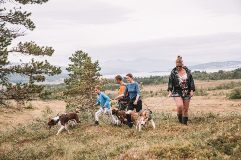 Tromsø: Husky Hike and Puppy Visit With Traditional Lunch - Highlights of the Experience