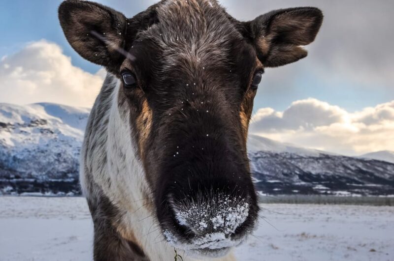 Tromso Instagram Fjord Tour: The Most Breathtaking Fjords - Experience Highlights