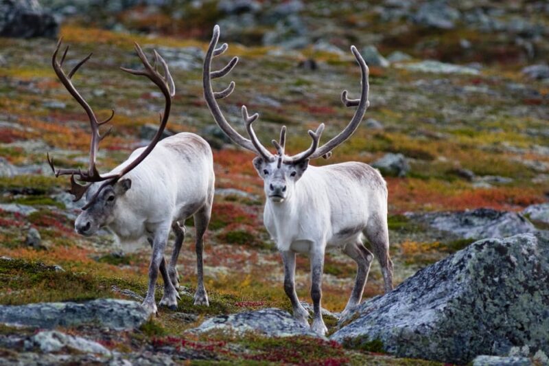 Tromso Instagram Fjord Tour: The Most Breathtaking Fjords - Inclusions and Equipment