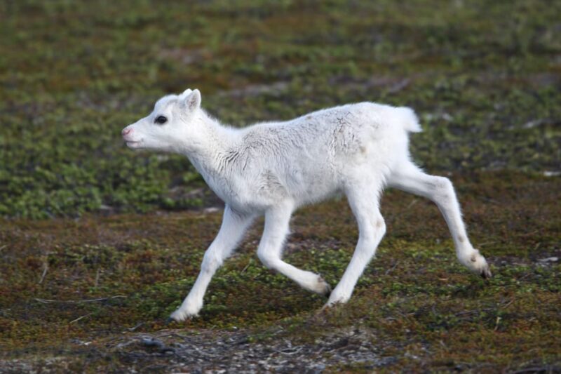 Tromso Instagram Fjord Tour: The Most Breathtaking Fjords - Ecotourism and Local Knowledge