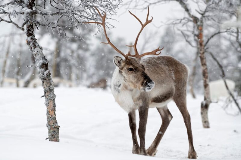 Tromso Instagram Fjord Tour: The Most Breathtaking Fjords - Important Information and Recommendations
