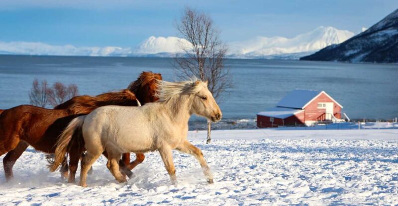 Tromsø: Lyngen Horse Stud Farm Visit - Key Points
