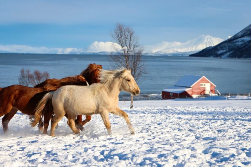 Tromsø: Lyngen Horse Stud Farm Visit - Highlights of the Experience