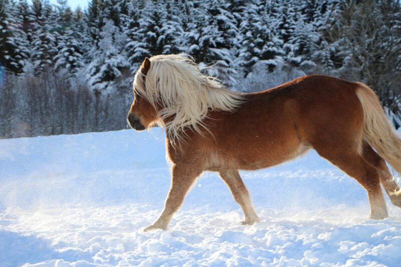 Tromsø: Lyngen Horse Stud Farm Visit - Itinerary Details