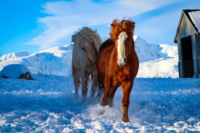 Tromsø: Lyngen Horse Stud Farm Visit - Important Information