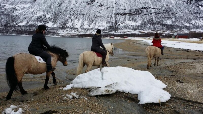 Tromsø: Lyngen Horseback Riding Experience - Key Points