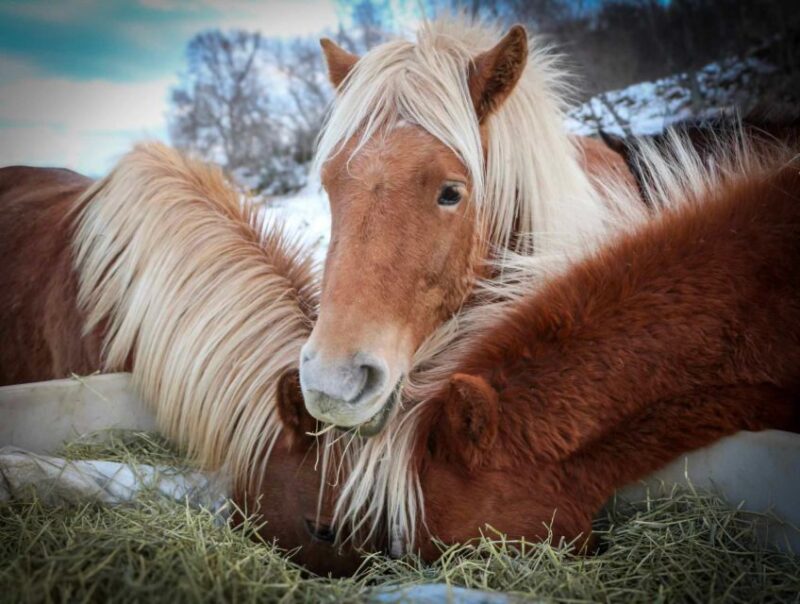 Tromsø: Lyngen Horseback Riding Experience - Participant Requirements
