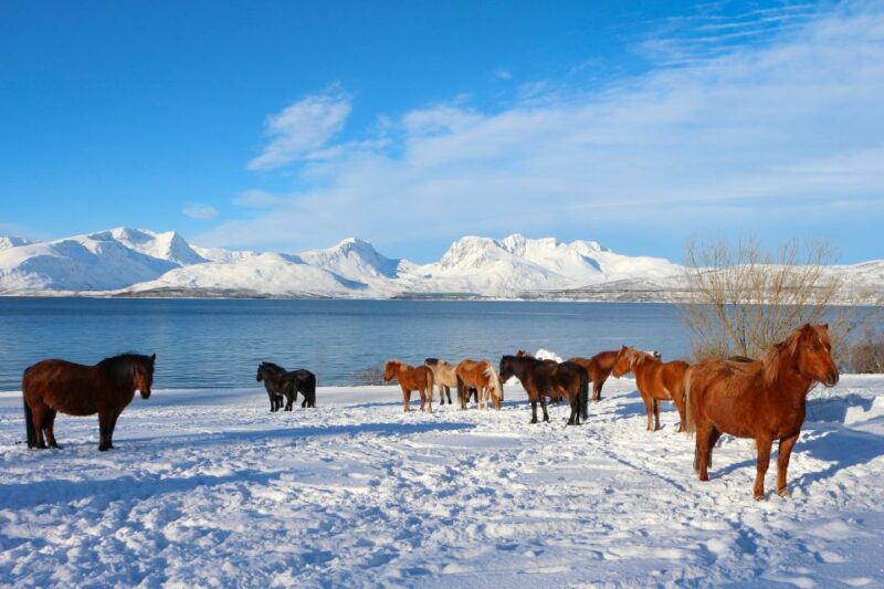 Tromsø: Lyngen Horseback Riding Experience - Meeting the Lyngen Horses