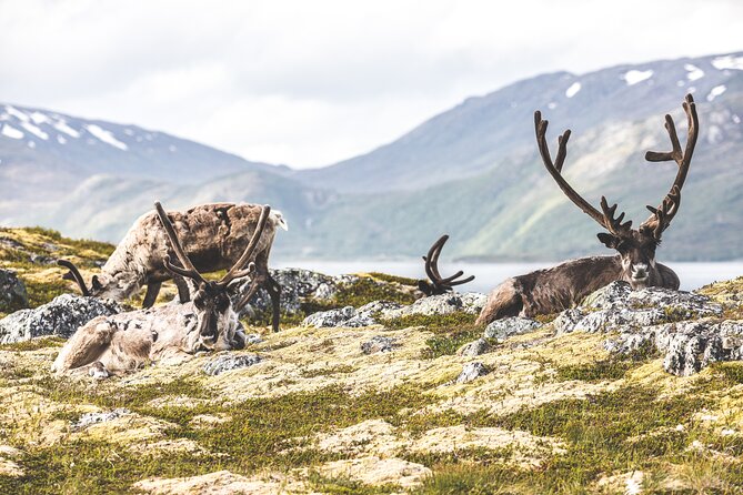 Tromsø: Northern Fjords and Barbecues Under the Midnight Sun 2025 - Tromso - Positive Experience Review