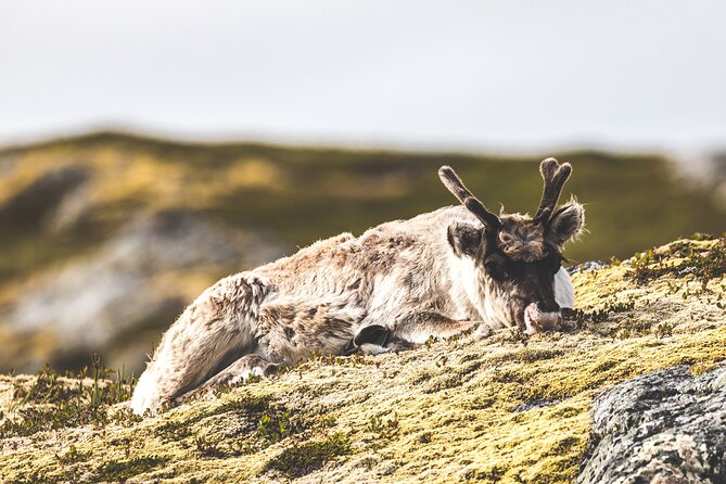Tromsø: Northern Fjords and Barbecues Under the Midnight Sun 2025 - Tromso - Cultural Immersion Opportunities