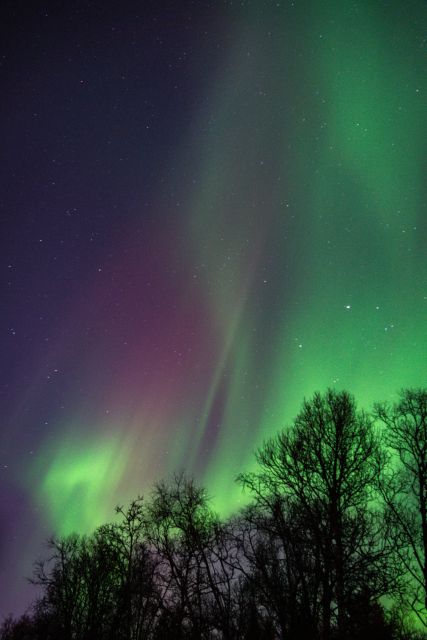 Tromsø: Northern Lights Walking Tour - Key Points