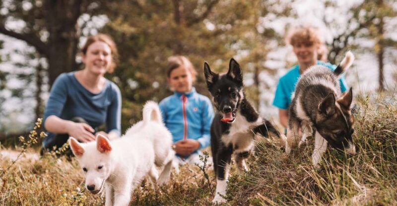 Tromsø: Puppy Training at the Husky Kennel With Lunch - Scenic Mountain and Fjord Views