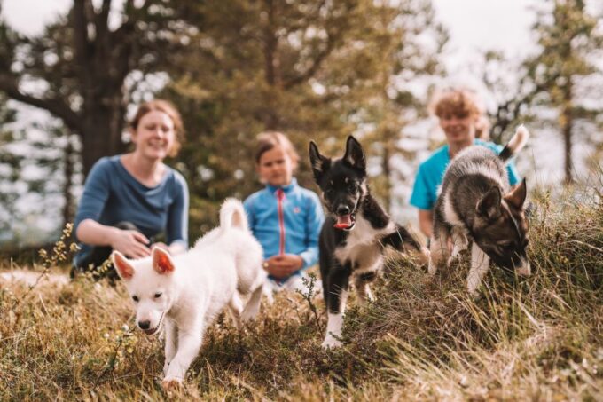 Tromsø: Puppy Training at the Husky Kennel With Lunch - Recap