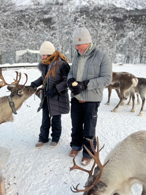 Tromsø: Reindeer Experience in Sami-Camp - Key Points