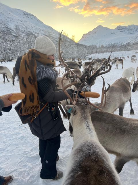Tromsø: Reindeer Experience in Sami-Camp - Booking and Cancellation Policy