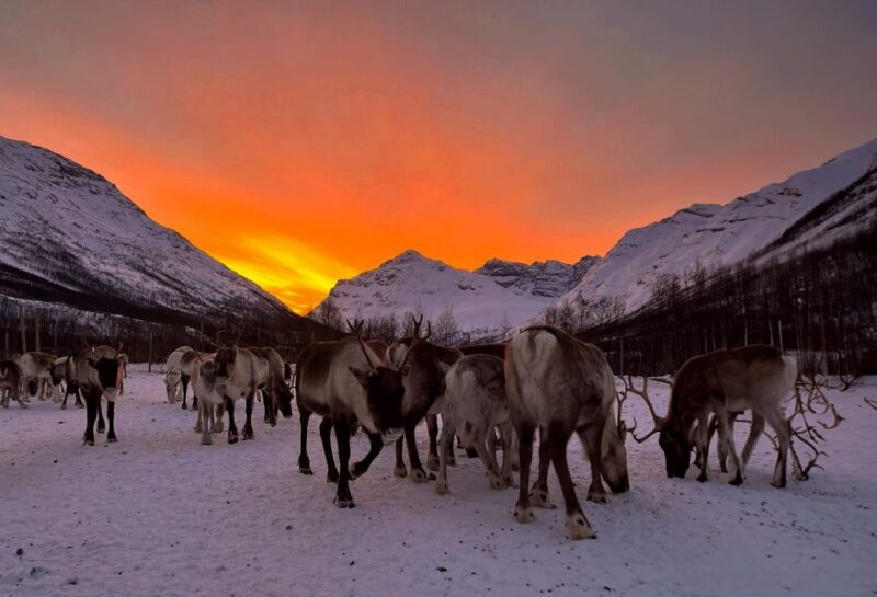 Tromsø: Reindeer Experience in Sami-Camp - Customer Feedback and Ratings