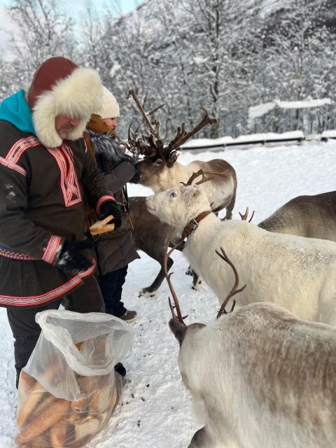 Tromsø: Reindeer Experience in Sami-Camp - Taking in Sami Culture