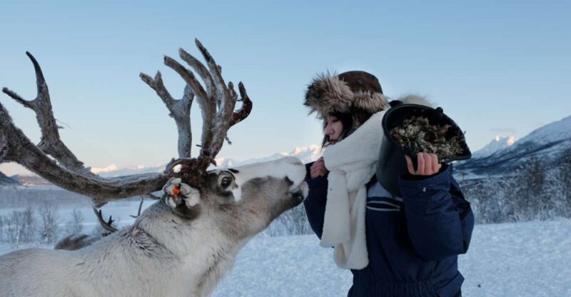 Tromsø: Reindeer Feeding and Sami Cultural Experience - Key Points