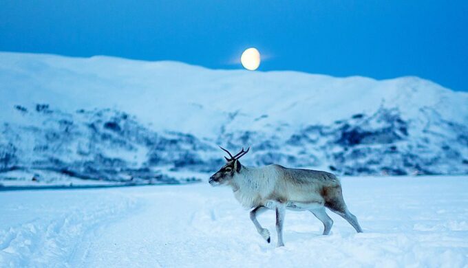 Tromsø: Reindeer Feeding With Chance of Northern Lights - Northern Lights Opportunity